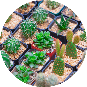 Cactus y Suculentas Encarnacion